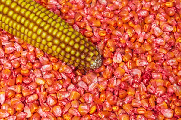 Semi Mais Rosso Trasformati Piantagione Feto Esempio — Foto Stock
