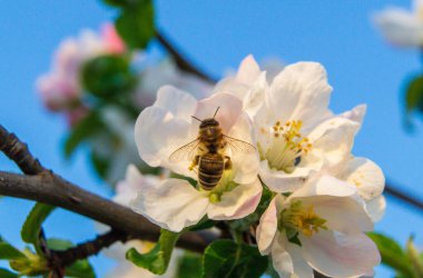 Çiçekler ve arılar baharın başlarında bahçede elma dalında