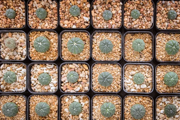 Groupe de petits cactus dans le pot — Photo