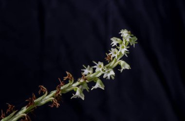 Peristylus, orchid on black background