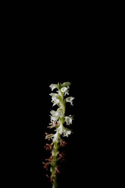 Peristylus, orchid on black background