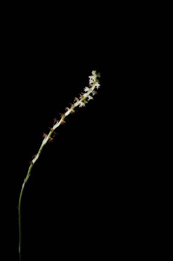 Peristylus, orchid on black background