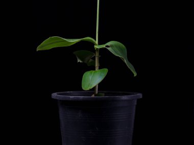 Peristylus, orchid on black background