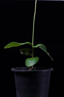 Peristylus, orchid on black background