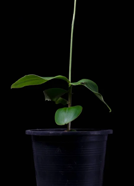 Peristylus, orquídea sobre fundo preto — Fotografia de Stock