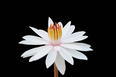 güzel beyaz nilüfer veya lotus