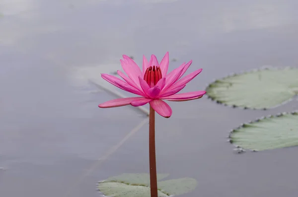 Beautiful pink waterlily — Stock Photo, Image