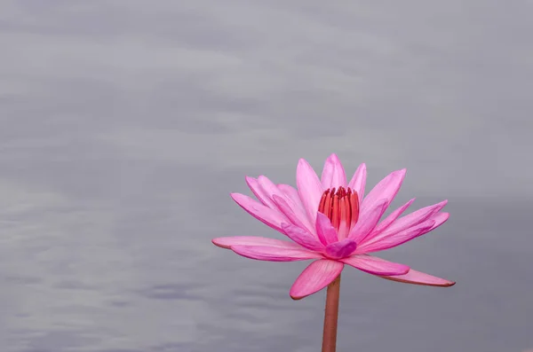 Lindo lírio aquático rosa — Fotografia de Stock