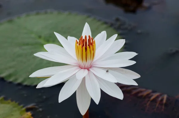 Beautiful white waterlily or lotus flower in pond — Stock Photo, Image