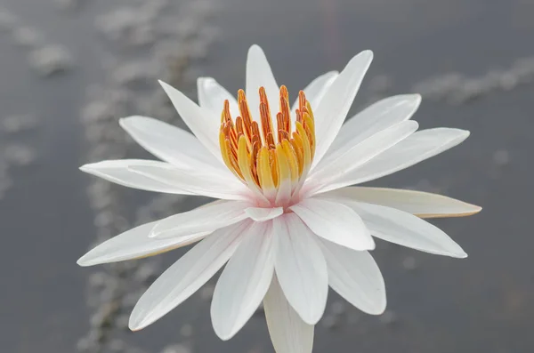 Beautiful white waterlily or lotus flower in pond — Stock Photo, Image