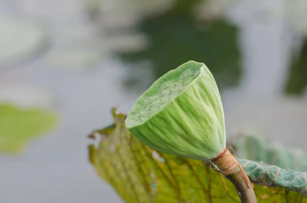 Fresh lotus seeds — Stock Photo, Image