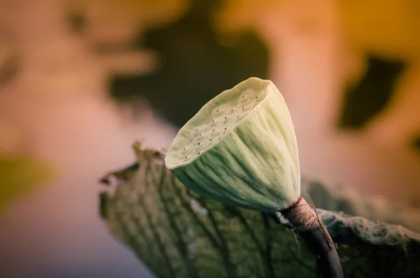 Fresh lotus seeds — Stock Photo, Image