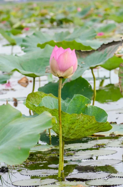 Beautiful pink lotus — Stock Photo, Image