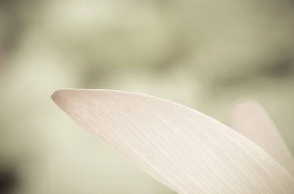 Closeup of lotus petal — Stock Photo, Image