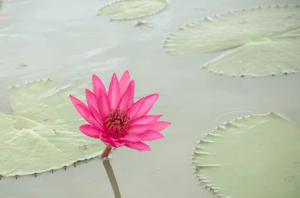 Beautiful pink waterlily or lotus flower — Stock Photo, Image