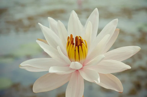 Beautiful white waterlily — Stock Photo, Image