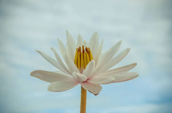 Lindo waterlily branco — Fotografia de Stock