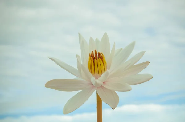Lindo waterlily branco — Fotografia de Stock