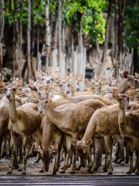 Açık Hayvanat Bahçesi geyik sürüsü