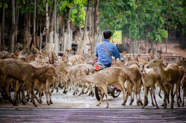 Açık Hayvanat Bahçesi geyik sürüsü