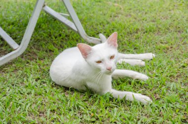 Beyaz kedi çimenlerde yatıyor.