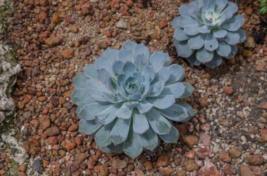 Kaktüs çeşitli sera içinde.