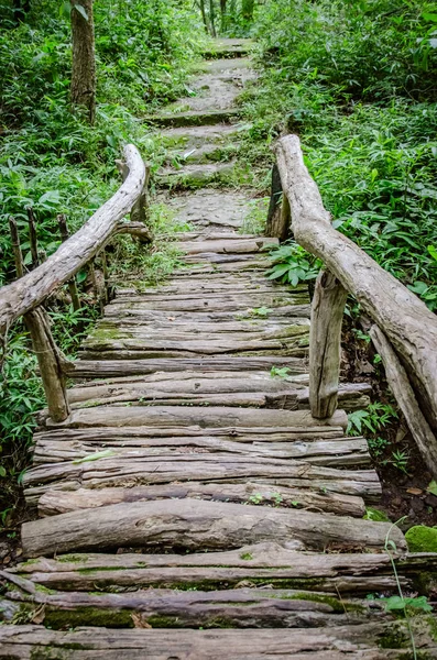 国立公園内の熱帯雨林の散歩道 — ストック写真