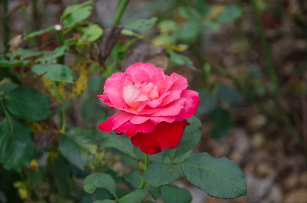 Rosa Ros Trädgården — Stockfoto