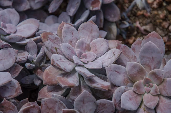 Cactus Variety Greenhouse — Stock Photo, Image