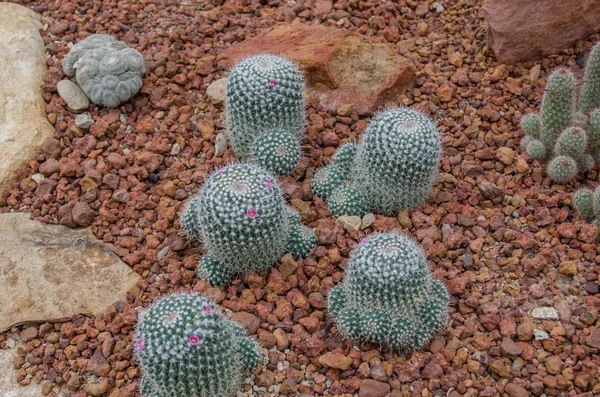 Cactus Variety Greenhouse — Stock Photo, Image