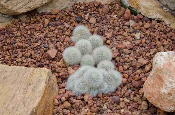 Cactus Variety Greenhouse — Stock Photo, Image