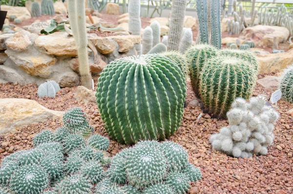 Cactus Variety Greenhouse — Stock Photo, Image