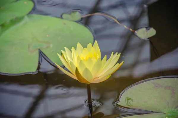 Nymphaea Hybrid Nymphaeaceae Family Colorful Water Lilly Pond — Stock Photo, Image