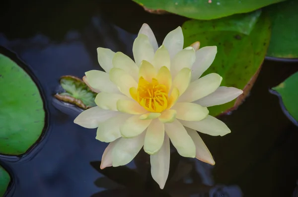 Nymphaea Hybridní Rodina Nymphaeaceae Barevná Vodní Nádrž — Stock fotografie