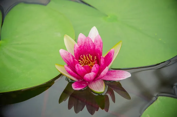 Nymphaea Hybrid Nymphaeaceae Family Colorful Water Lilly Pond — Stock Photo, Image