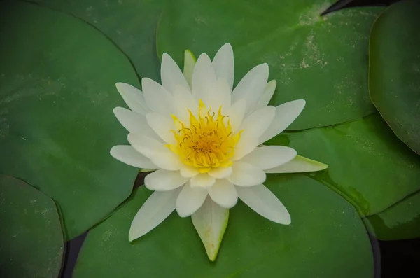 Nymphaea Hybrid Nymphaeaceae Family Colorful Water Lilly Pond — Stock Photo, Image