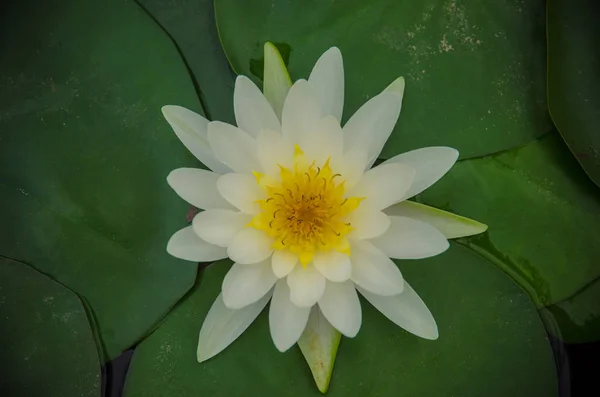 Nymphaea Hybrid Nymphaeaceae Family Colorful Water Lilly Pond — Stock Photo, Image