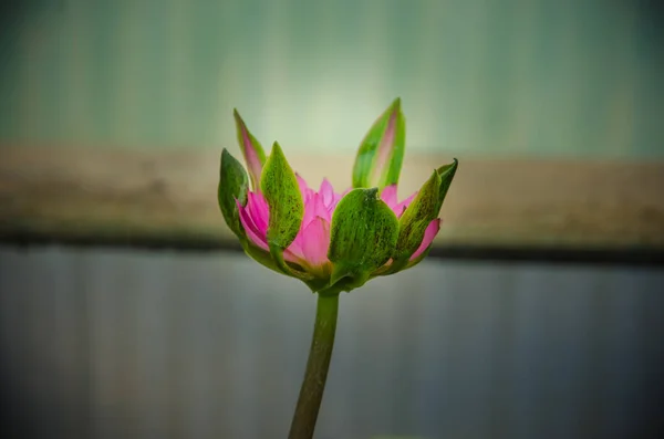 Nymphaea Hibrid Nymphaeaceae Család Színes Víz Lilly Tóban — Stock Fotó