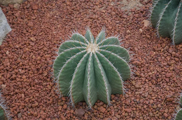 Odrůda Cactus Skleníku Stock Snímky
