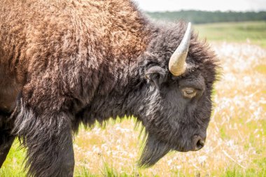 Büyük buffalo yakın çekim.