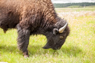 Büyük buffalo yakın çekim.