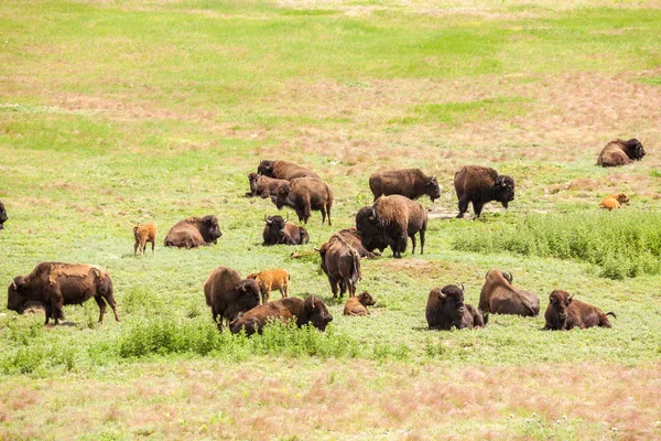 Herd of buffaloes with their little once — Stock Photo, Image