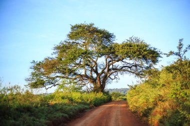 Afrika manzara - toprak yol aracılığıyla savana, Kenya