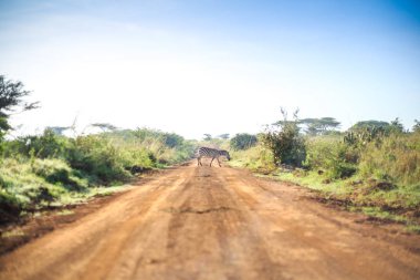 Zebralar bir Afrika kir, savana aracılığıyla kırmızı yol geçiş
