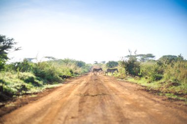 Zebralar bir Afrika kir, savana aracılığıyla kırmızı yol geçiş
