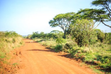 Bir Afrika kir, savan aracılığıyla kırmızı yol geçiş Impala antilop