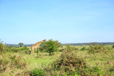 Nairobi Milli Parkı, Kenya zürafa