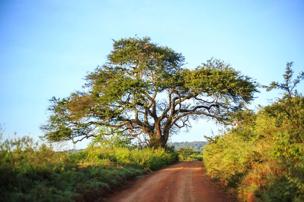 Paisaje africano - camino de tierra a través de la sabana, Kenia —  Fotos de Stock
