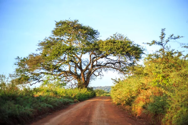 Afrikai táj - földút, a szavanna, Kenya — Stock Fotó