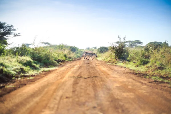 Зебры пересекают африканскую грязь, красную дорогу через саванну — стоковое фото